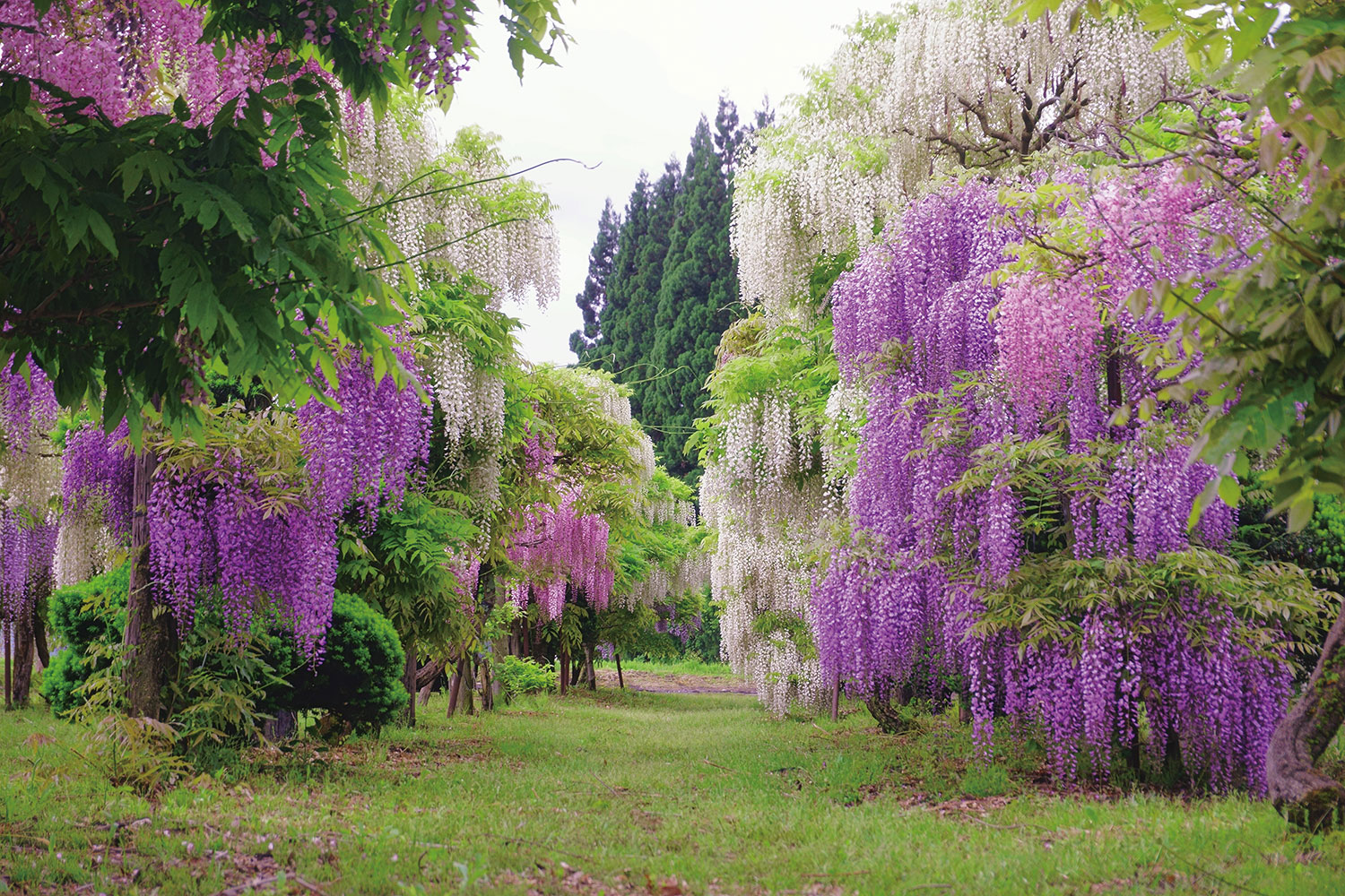 無名だった頃の藤園