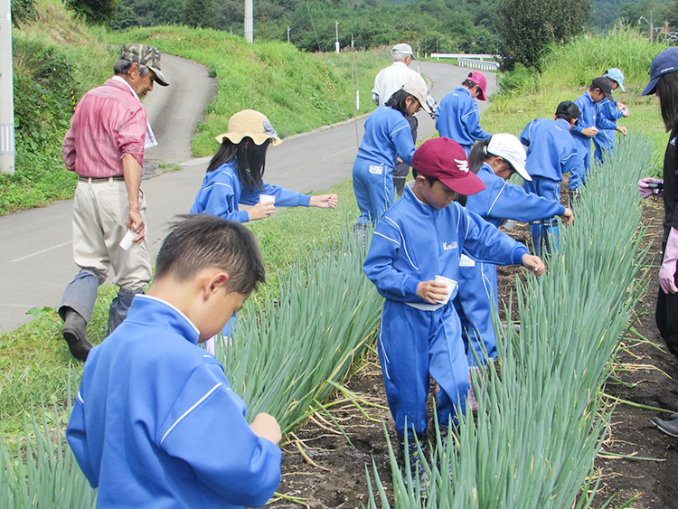 川口小学校　ねぎ栽培